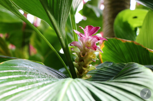 Kew Gardens - Londres - 2016
