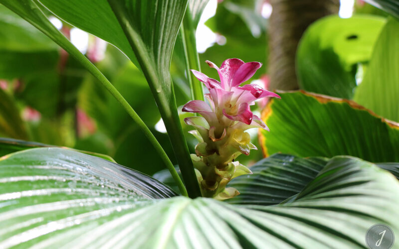 Kew Gardens - Londres - 2016