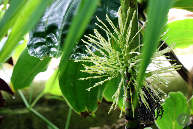 Kew Gardens - Londres - 2016