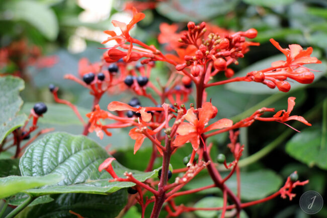 Kew Gardens - Londres - 2016