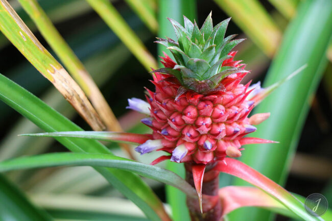 Kew Gardens - Londres - 2016