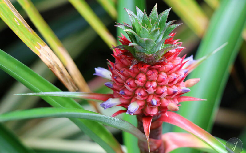 Kew Gardens - Londres - 2016