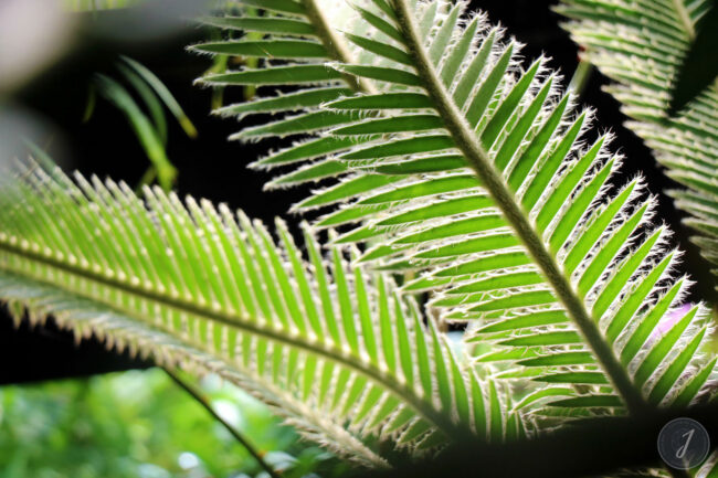 Kew Gardens - Londres - 2016