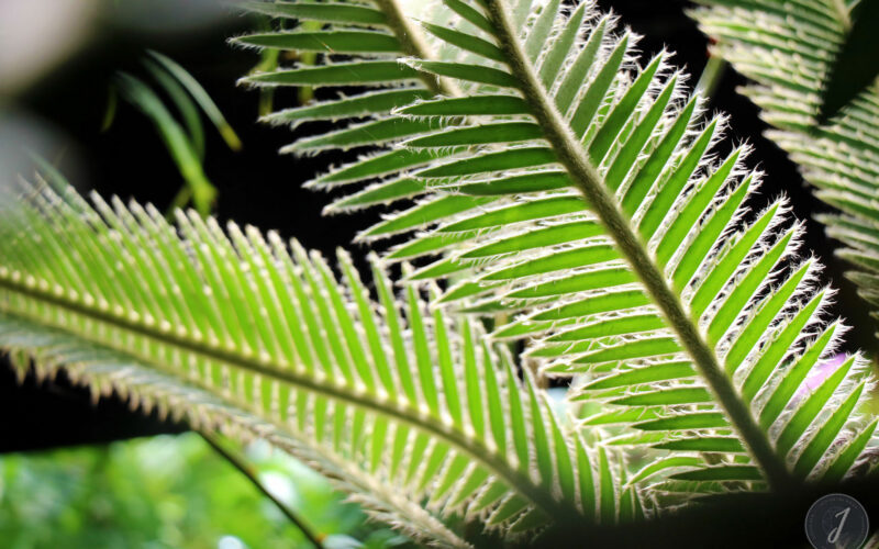 Kew Gardens - Londres - 2016