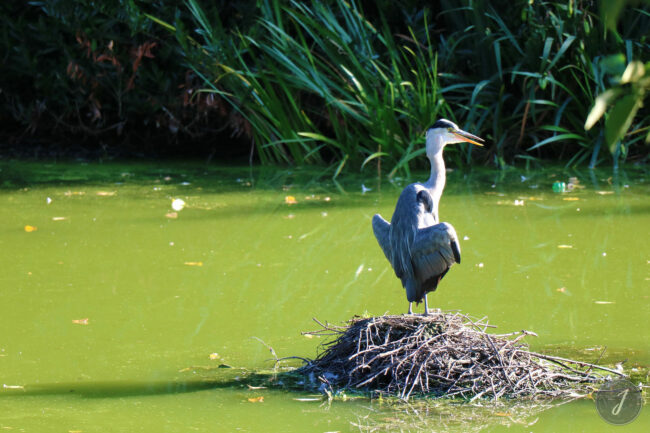 Kew Gardens - Londres - 2016