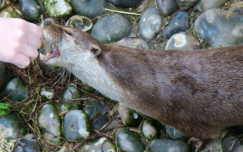 Océanopolis - Bretagne - 2016