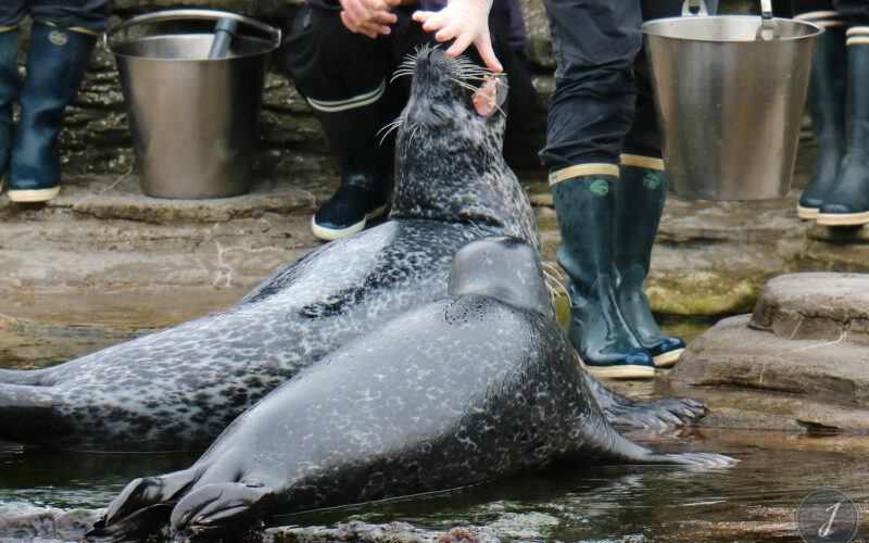 Océanopolis - Bretagne - 2016
