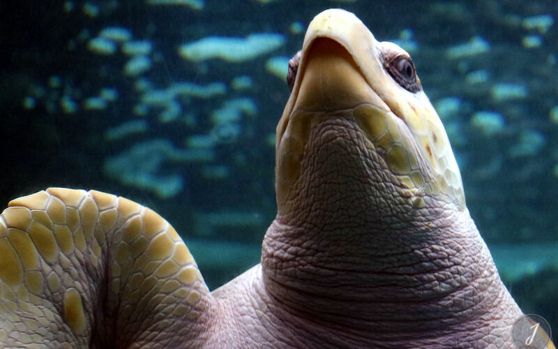 Océanopolis - Bretagne - 2016