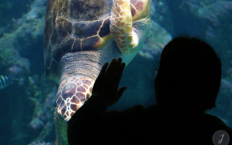 Océanopolis - Bretagne - 2016