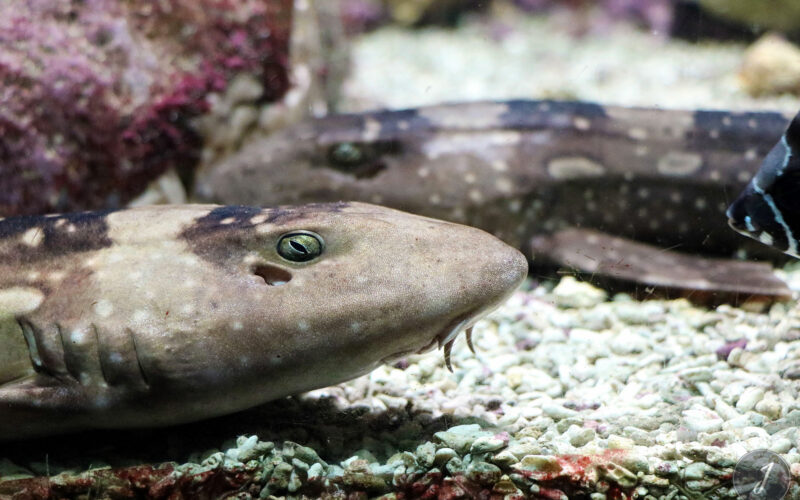 Océanopolis - Bretagne - 2016