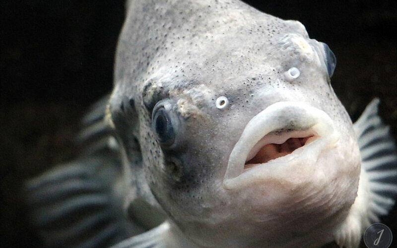 Océanopolis - Bretagne - 2016