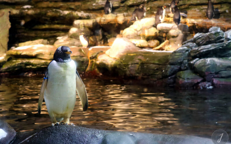 Océanopolis - Bretagne - 2016