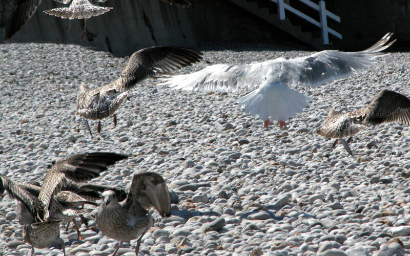 Mouettes - Etretat - 2003