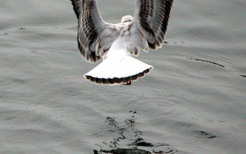 Mouettes - Etretat - 2003