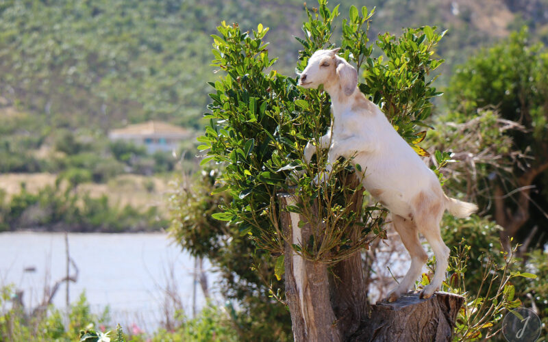 Cabri - Saint-Barthélemy - 2018