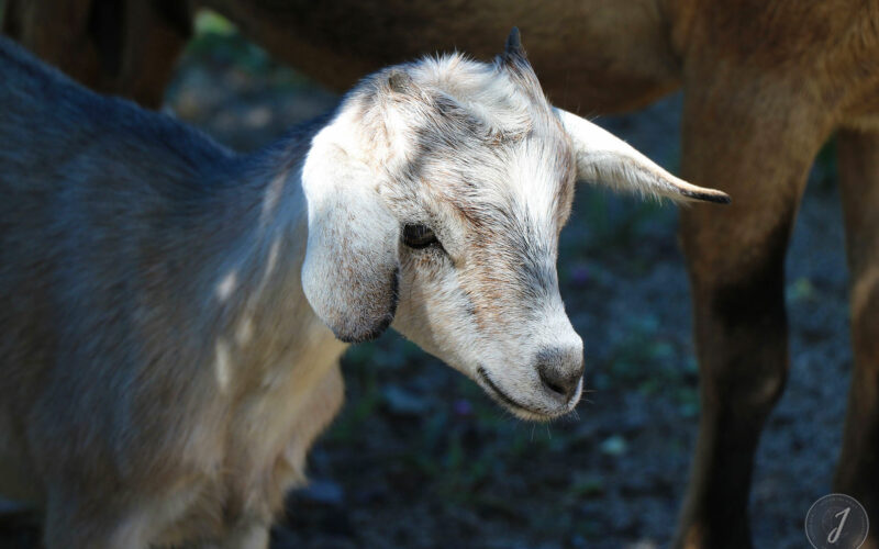 Cabri - Saint-Barthélemy - 2015