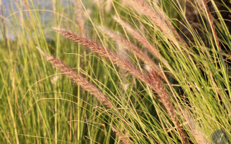 Saint-Barthélemy - 2015