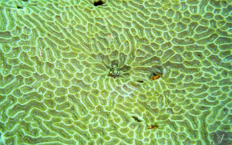 Gobie - Saint-Barthélemy - 2015