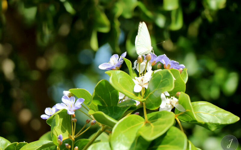 Papillon - Saint-Barthélemy - 2015