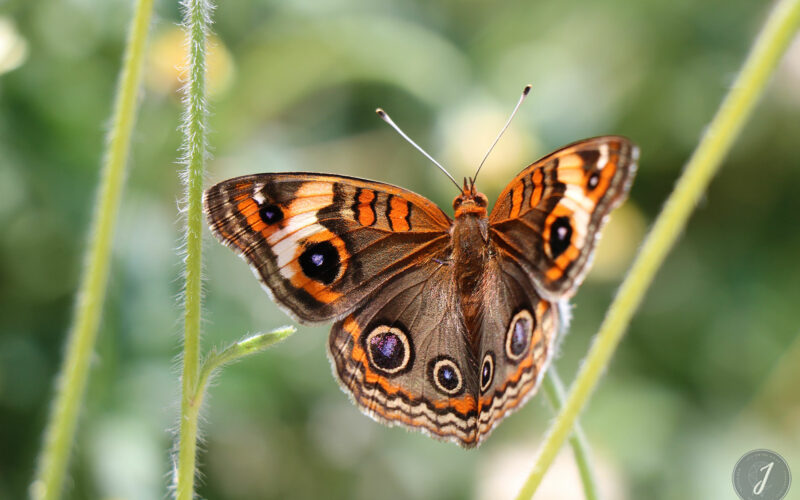 Papillon - Saint-Barthélemy - 2017