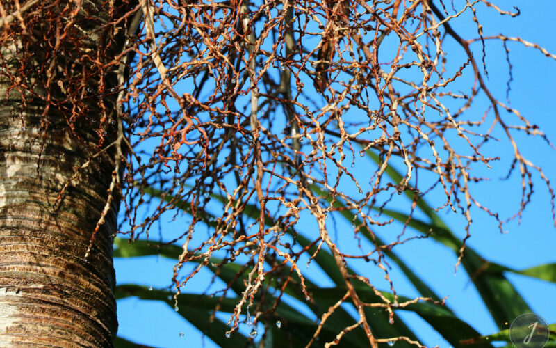 Pluie - Saint Barthélemy - 2014