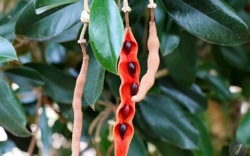 Saint-Barthélemy - 2016