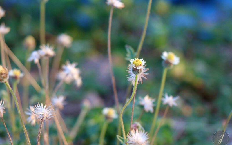 Saint-Barthélemy - 2016