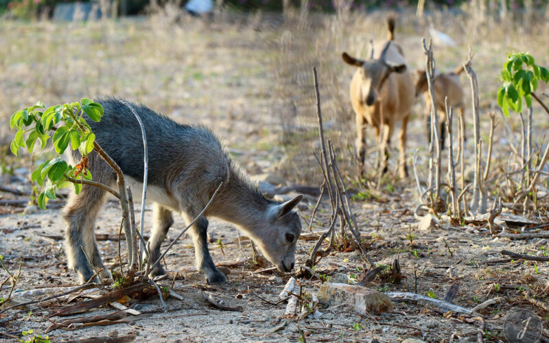 Cabri - Saint-Barthélemy - 2016