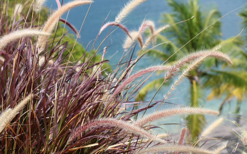 Saint-Barthélemy - 2016