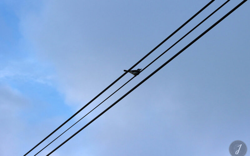 Grande Saline - Saint-Barthélemy - 2016