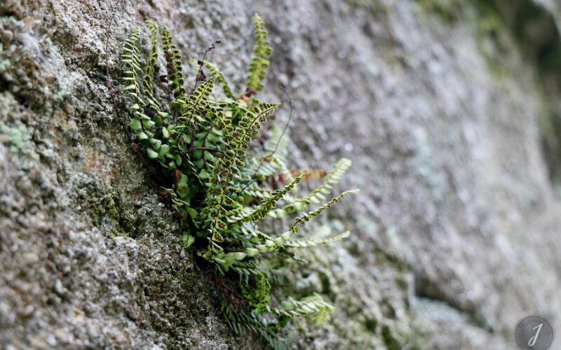 Locronan - Bretagne - 2018
