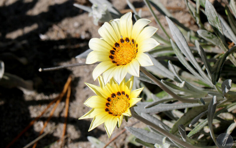 Jardin Georges Delaselle - Ile de Batz - Bretagne - 2018