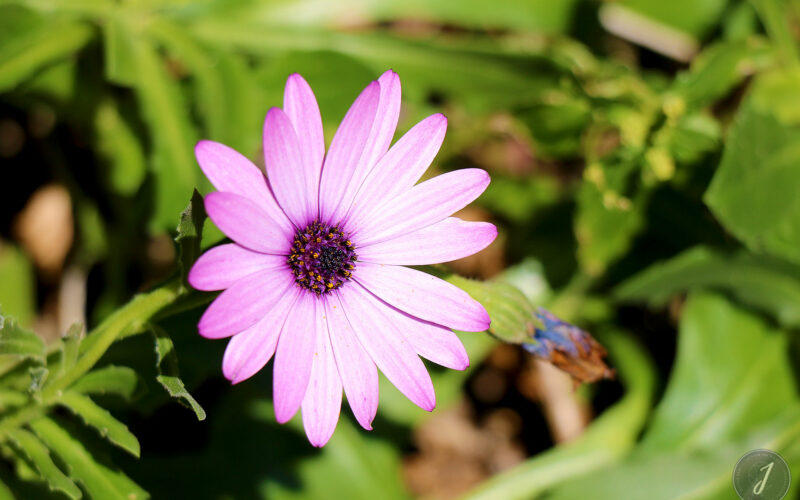 Jardin Georges Delaselle - Ile de Batz - Bretagne - 2018