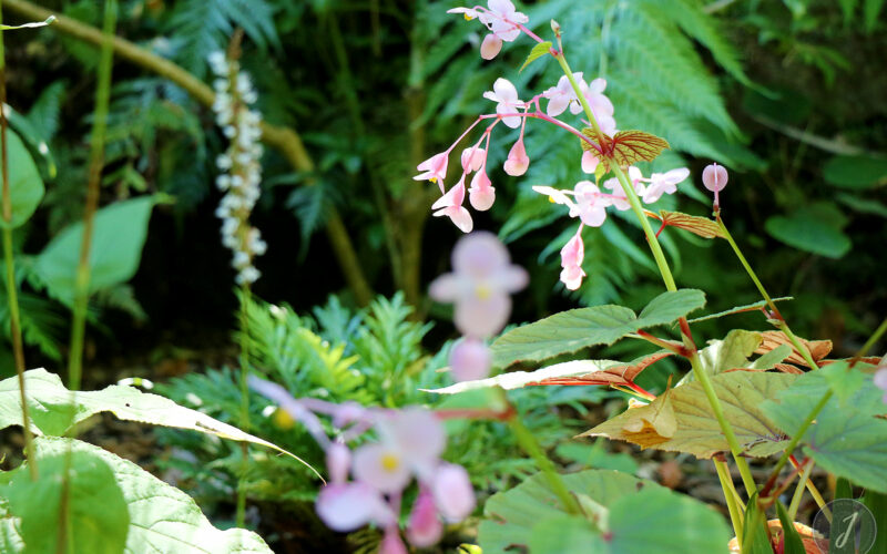 Jardin Georges Delaselle - Ile de Batz - Bretagne - 2018