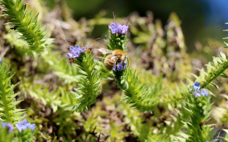Jardin Georges Delaselle - Ile de Batz - Bretagne - 2018