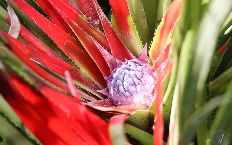 Jardin Exotique de Roscoff - Bretagne - 2018