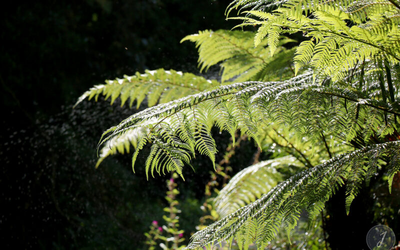 Jardin Exotique de Roscoff - Bretagne - 2018