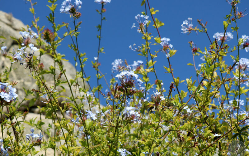 Jardin Exotique de Roscoff - Bretagne - 2018