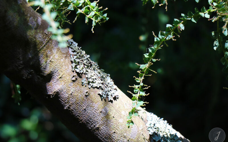 Jardin Exotique de Roscoff - Bretagne - 2018