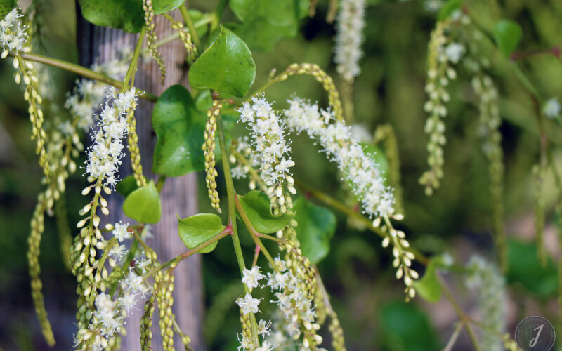 Jardin Exotique de Roscoff - Bretagne - 2018