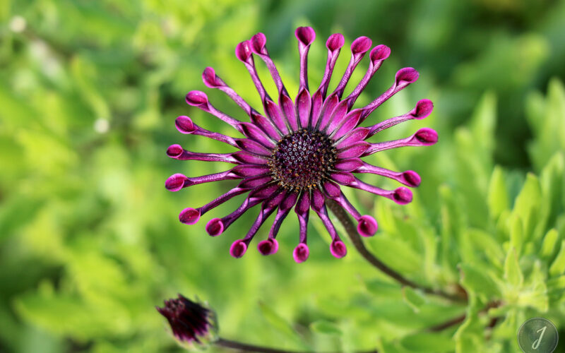 Jardin Exotique de Roscoff - Bretagne - 2018