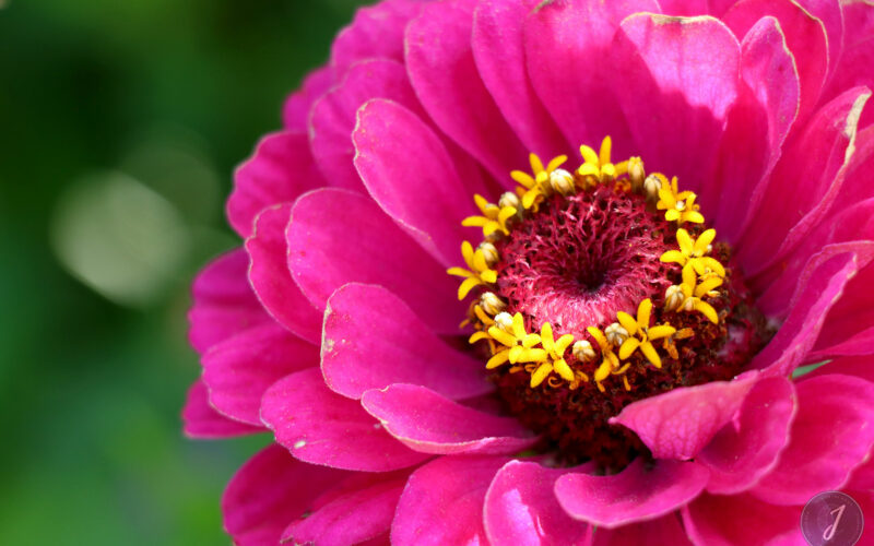 Jardin Exotique de Roscoff - Bretagne - 2018