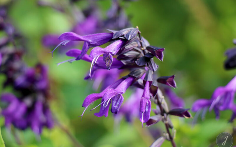 Jardin Exotique de Roscoff - Bretagne - 2018