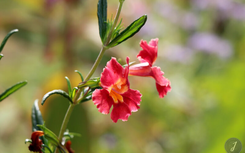 Jardin Exotique de Roscoff - Bretagne - 2018