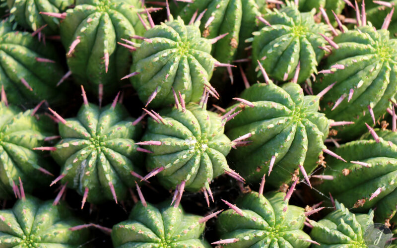 Jardin Exotique de Roscoff - Bretagne - 2018