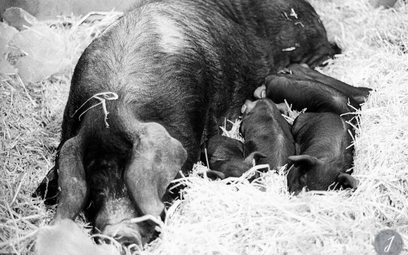 Salon de l'Agriculture - Paris - 2004