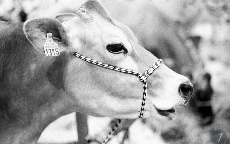 Salon de l'Agriculture - Paris - 2004