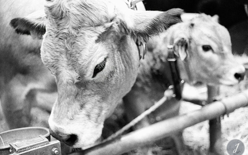 Salon de l'Agriculture - Paris - 2004