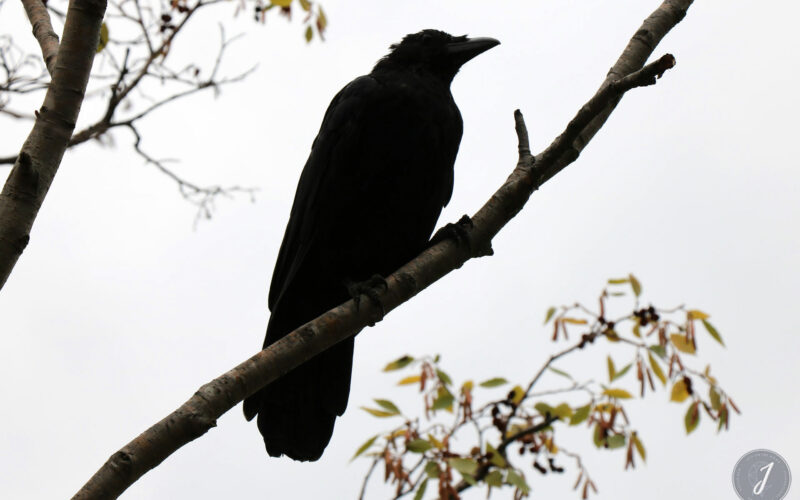 Regent Park - Londres - 2016