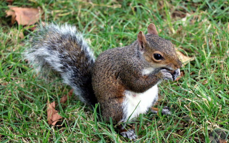 Hyde Park - Londres - 2016